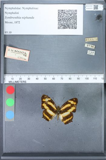 Media type: image;   Entomology 80976